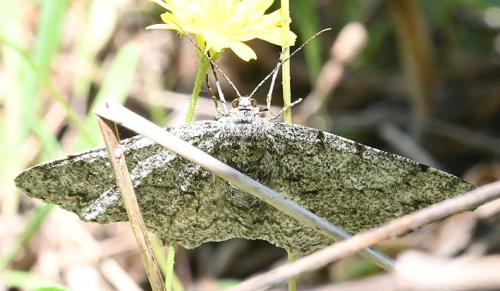 Réf. 357 241 : Hypomecis punctinalis